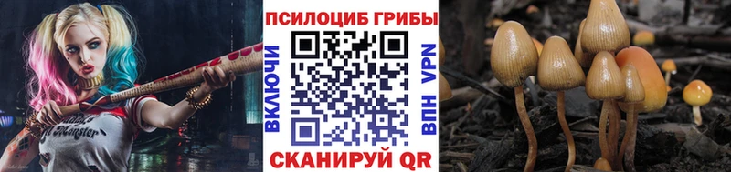 Галлюциногенные грибы Psilocybe  OMG сайт  Катав-Ивановск  купить  цена 